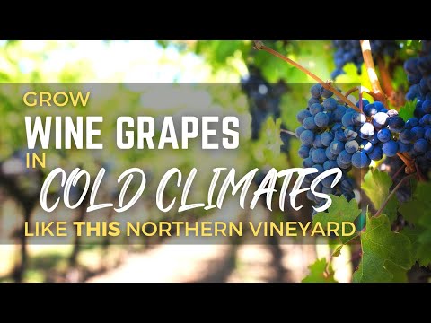 Grow WINE GRAPES in COLD Climates! Good Varieties As Grown By THIS Northern Winery