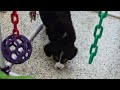Miniature Bernese Mountain Dog dogs for sale: Macy - Video 1