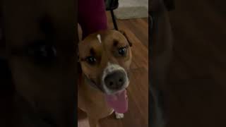 Video preview image #1 Boxer-Unknown Mix Puppy For Sale in Dana Point, CA, USA