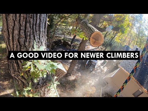 Rigging an Oak Limb Over a House