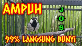 Download lagu Pancingan AMPUH gelatik batu betina memanggil jantan mp3