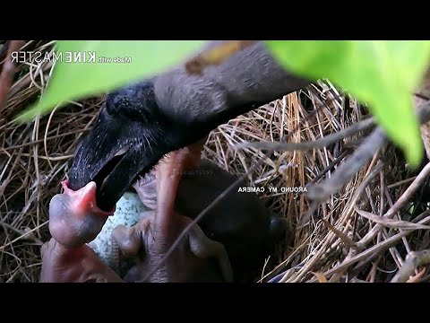 YouTube video about: Which bird lays eggs in crows nest?