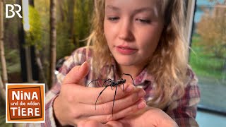 Download lagu Ich glaub, die Spinnen! | Reportage für Kinder | Nina und die wilden Tiere | BR mp3