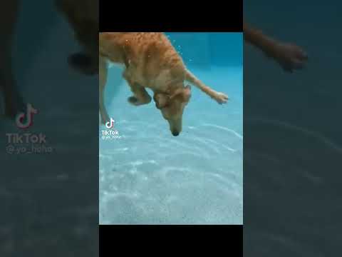 Perro nada hasta lo profundo de una piscina 😱😱#dog #viral #perros #shorts #tiktok
