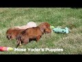 Miniature Dachshund dogs for sale: Daisy - Video 1
