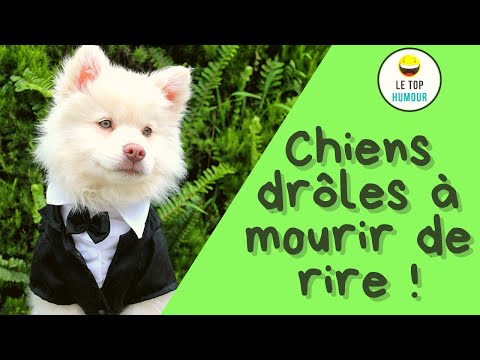 Vidéos de Chiens Drôles à Mourir de Rire 2020