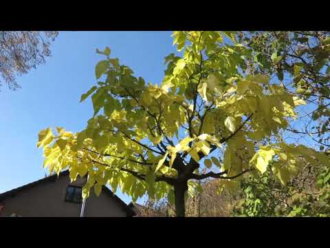 Morus alba 'Macrophylla' syn. 'Platanifolia' morušovník bílý