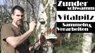 Zunderschwamm | Vitalpilz | Bedeutung und Anwendung!