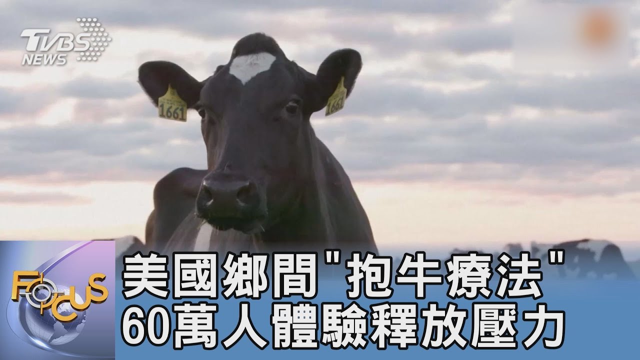 美國鄉間「抱牛療法」 60萬人體驗釋放壓力