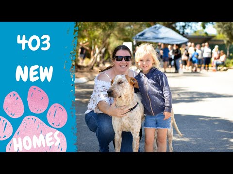 Record breaking level of adoptions at 2020 Clear the Shelter RSPCA South Australia.