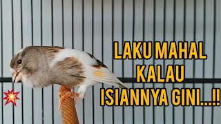 Download lagu GACOR EMOSI....!! kenari isian MEWAH cocok buat paud cepat KRIWIK@aanzidan2480 mp3 Download lagu GACOR EMOSI....!! kenari isian MEWAH cocok buat paud cepat KRIWIK@aanzidan2480 mp3