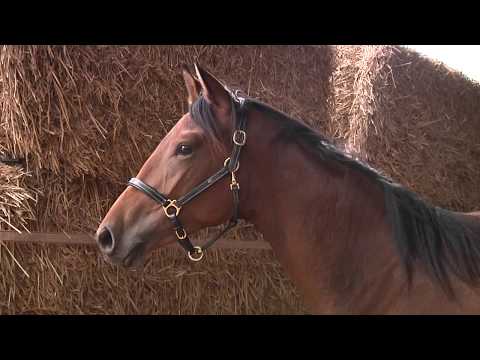 Für Mich von Lossow - Hibiskus - Karo As