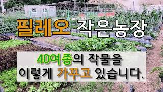 필레오 작은 농장 40여종의 작물을 이렇게 가꾸고 있습니다. #주말농장 #옥상농장 # 도시 텃밭 가꾸기