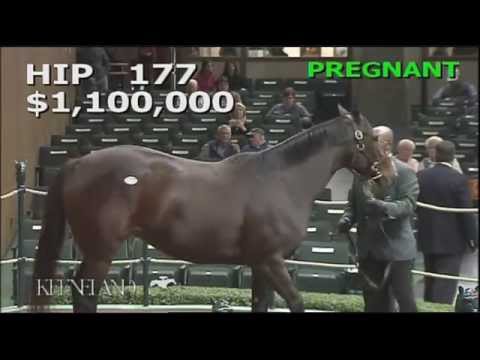 2014 November Breeding Stock Sale: Hip 177 - Renee's Titan