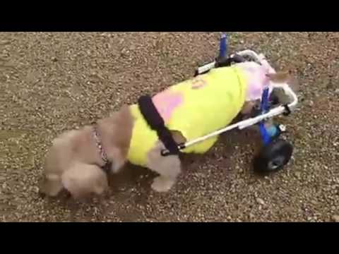 ミニチュアダックスのりんちゃんが犬の車椅子で遊んでいる様子