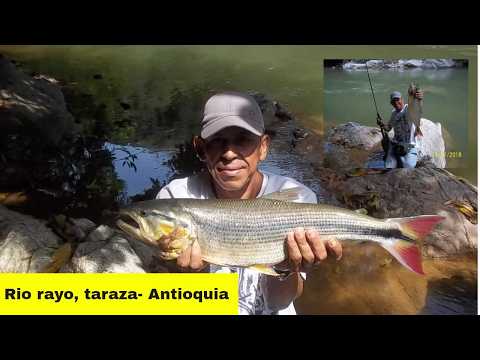 De pesca en el rio rayo, taraza-antioquia
