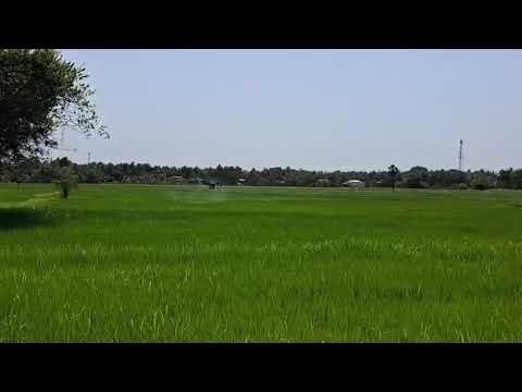 Paddy Field Drone Application / 벼 논 지대 드론 항공 방제 실증 영상입니다. — YouTube 영상 썸네일