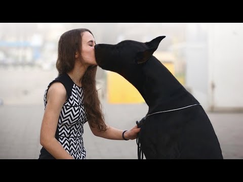 Top 10 Popular Black Dog Breeds