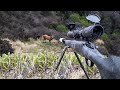 Solo 9 Day Deer Hunting In Search For The GIANT Success