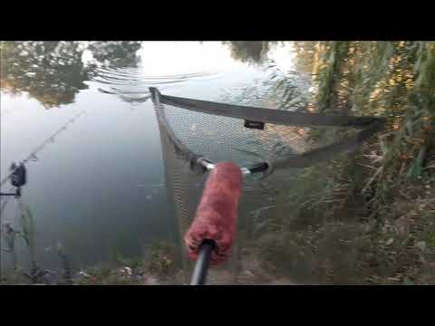 Letnje pecanje babuške,amura i šarana ! Summer fishing for babushka, grass carp and carp!