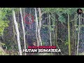 Suku Anak Dalam Orang Rimba Penghuni Hutan Belantara Sumatera