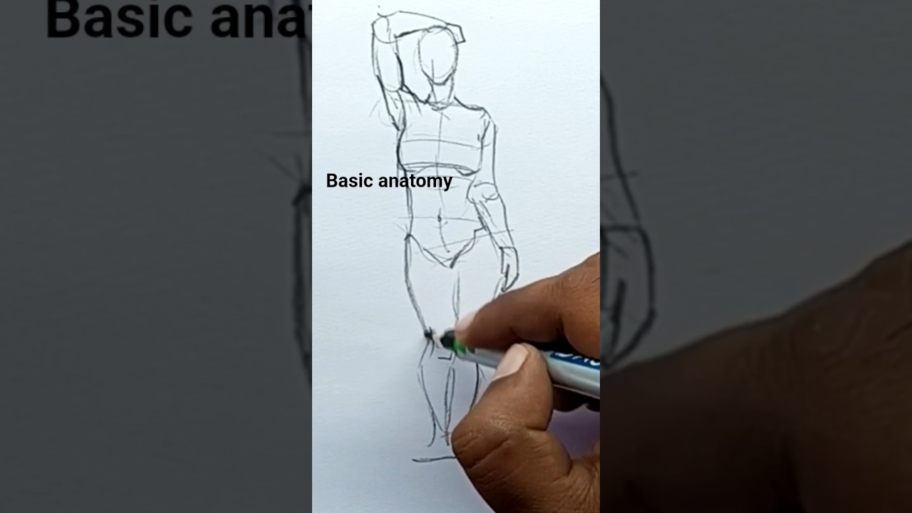 basic anatomy 💪 #figuredrawing #tutorial