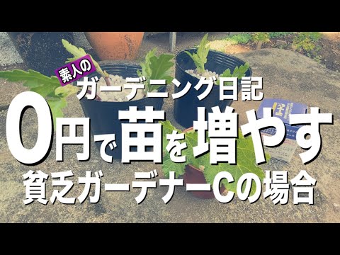 園芸 タチアオイの種まき
