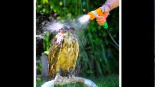 Reverie - Lunch with Brain