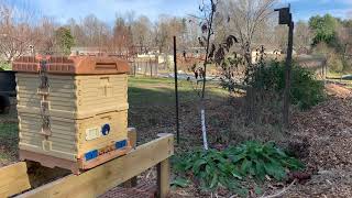 Bees are keeping busy