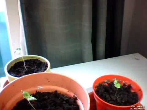 Chili timelapse week+1