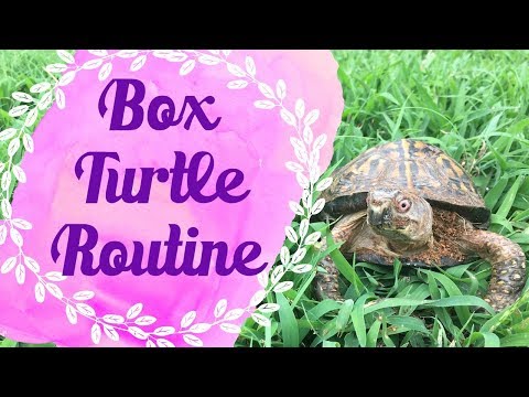 La tortuga de caja: guía de especies – Todas las tortugas