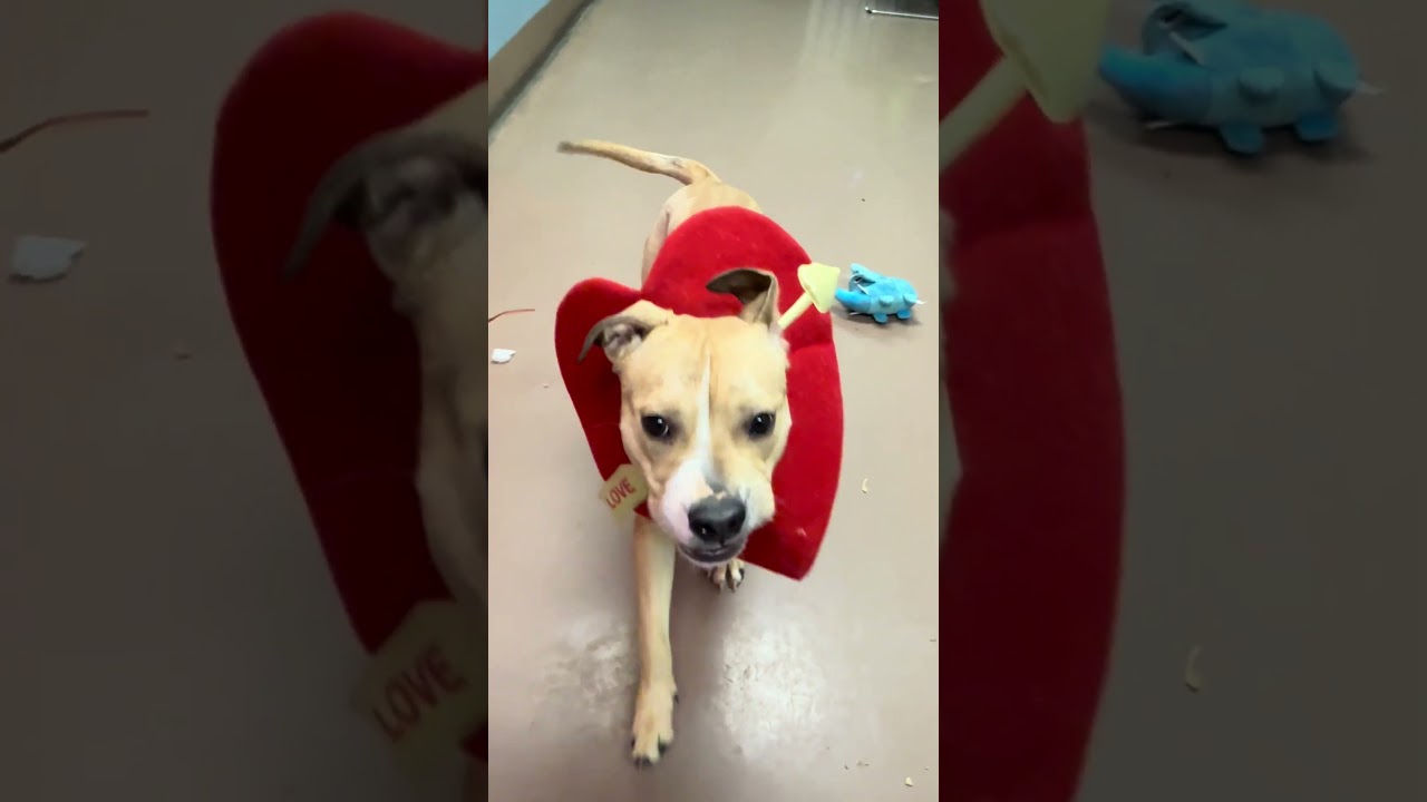 Nummy, a ADOPTABLE Pit Bull Terrier in Chicago, IL video 5/5