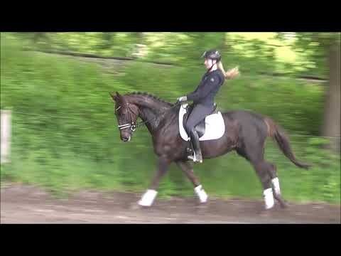 Quidditsch 4j. v. Quantensprung - Stedinger VB 12.000,- Euro