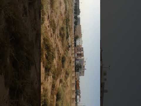 Wild flowers and grass in the vacant lot in AL  Ashrafiya Unaizah Gassim KSA