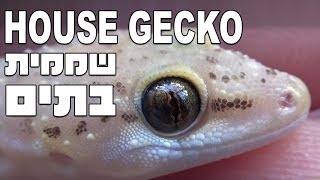 Mediterranean House Gecko (Hemidactylus turcicus) שממית בתים