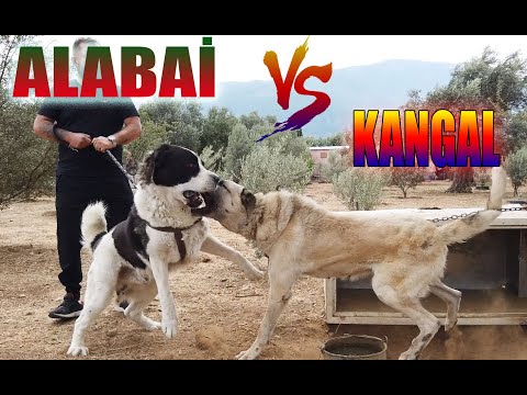 KANGAL VS ALABAI ALABAY WITH BAMBAM WE RAID THE KANGAL FARM