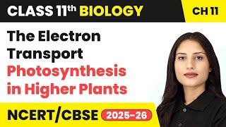 The Electron Transport - Photosynthesis in Higher Plants | Class 11 Biology Ch 11 | CBSE 2024-25