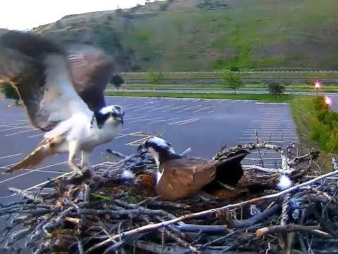 Hellgate ospreys MT  6 2 18 932pm Louis delivers another headless fish to Iris