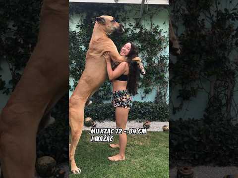 TOP 3 NAJWIĘKSZE RASY PSÓW! 🐶 #pieski #shorts