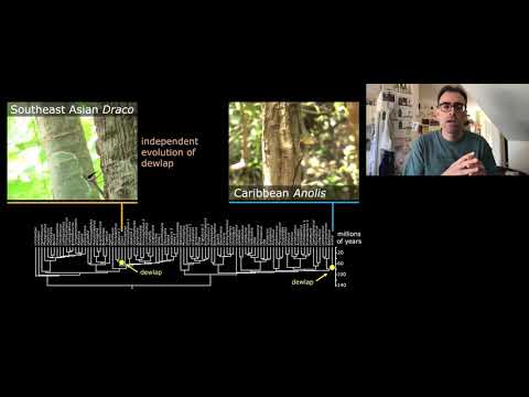 Convergent evolution in animal communication