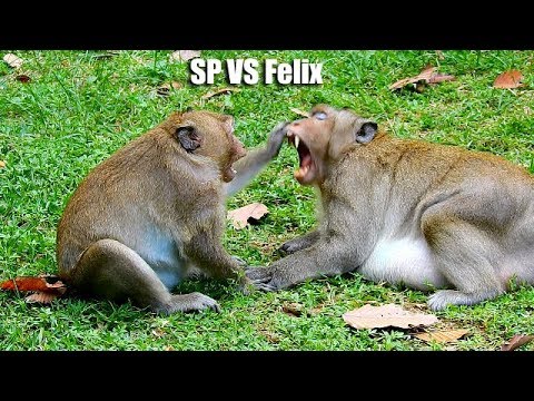 Which One Can Win Between Sweet Pea And Felix