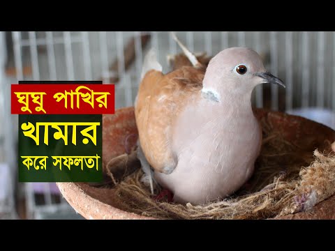 অস্ট্রেলিয়ান ঘুঘু পাখির খামার করে মাসে আয় ২০ হাজার টাকা