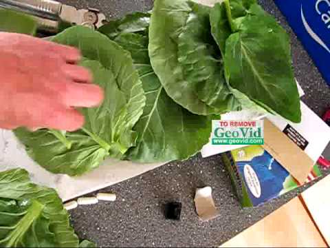 download lagu mp3 mp4 Red Cabbage Leaves Edible, download lagu Red Cabbage Leaves Edible gratis, unduh video klip Red Cabbage Leaves Edible