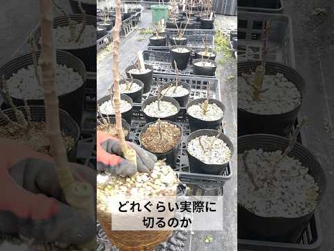 つるイチジク 植物