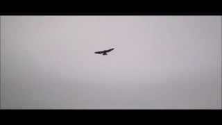 preview picture of video 'Broad Winged Hawk Flying'
