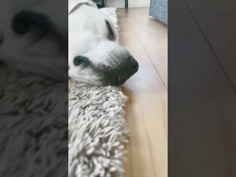 園芸 ラブラドールバイオレット