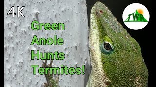 This Common Lizard  Saves America Billions Every Year ~ Wild Report Short