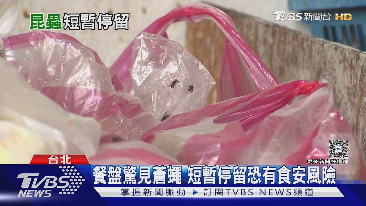 餐盤驚見蒼蠅! 短暫停留真的安全嗎?專家揭食安真相