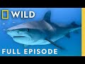 Tiger Shark Bull Shark And The Great White Full Episode Dangerous Encounters Nat Geo Animals