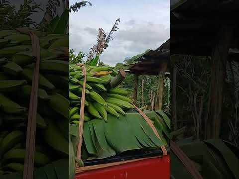 colheita de Bananas no sítio BELA Vista Amaraji Pernambuco.